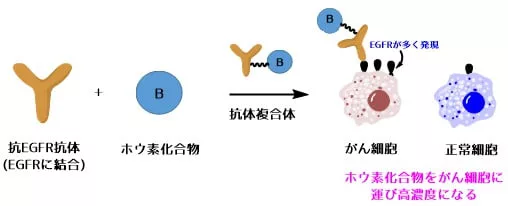 恶性胶质瘤的硼中子捕捉疗法( BNCT)